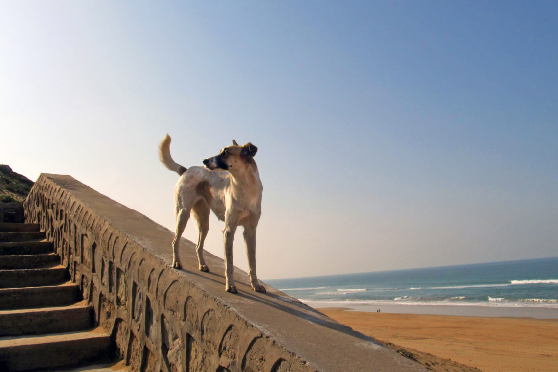 A stray near the beach in Tangier