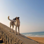 A stray near the beach in Tangier