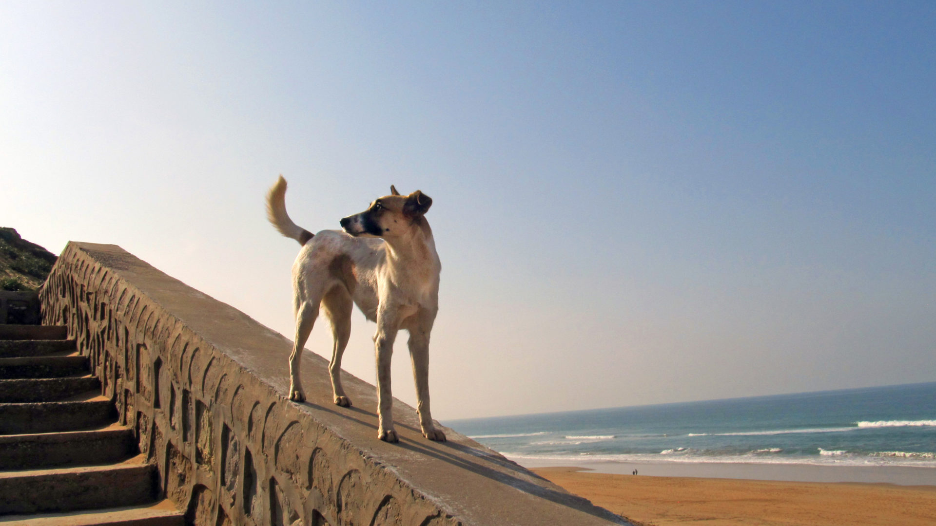 A stray near the beach in Tangier