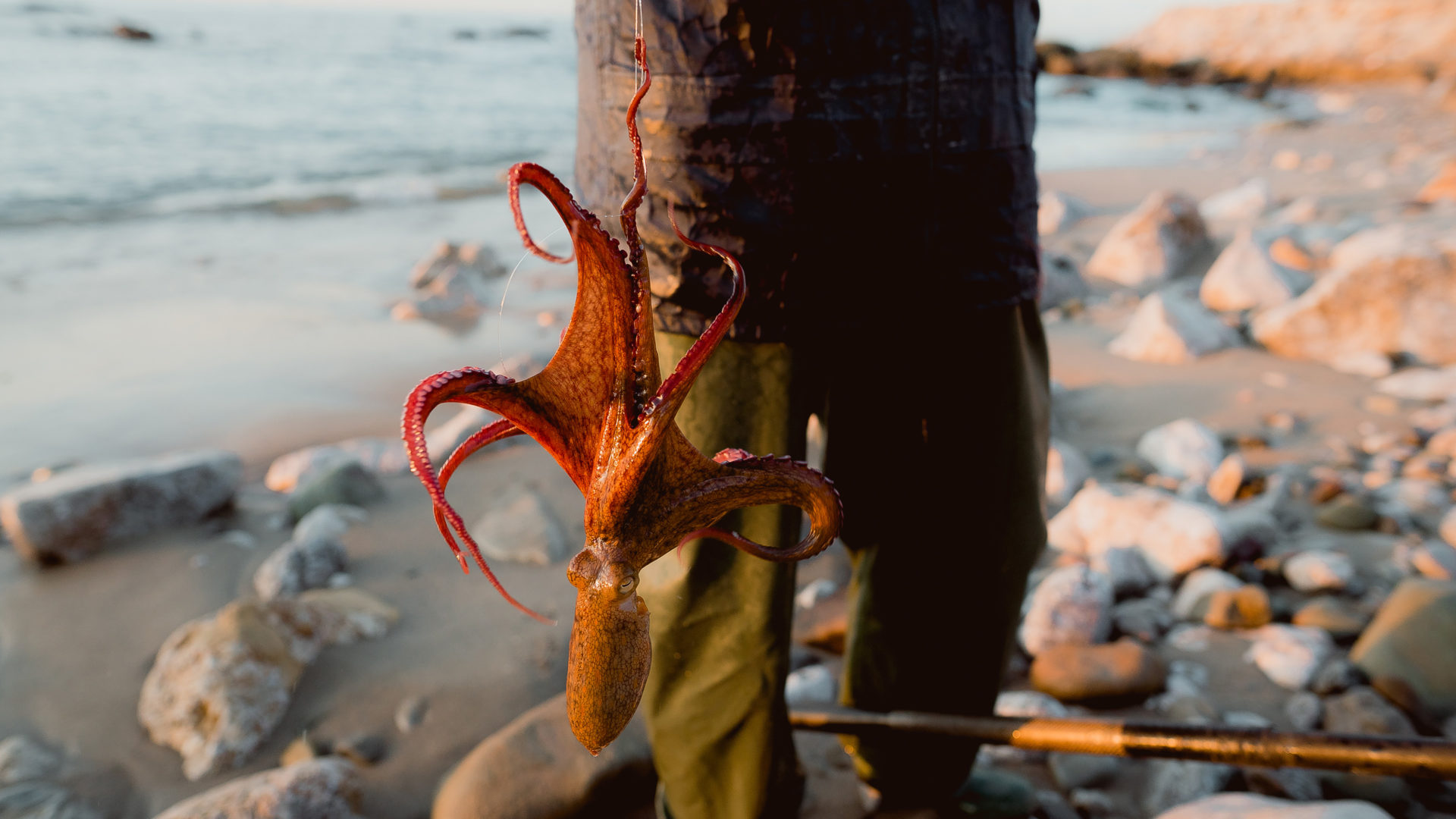 An Octopus fished from the sea. Photo by Max Ablicki.