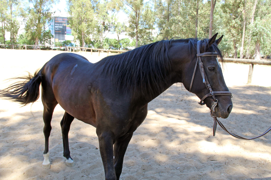 A horse at the Royal Equestrian Club