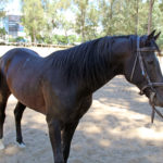 A horse at the Royal Equestrian Club