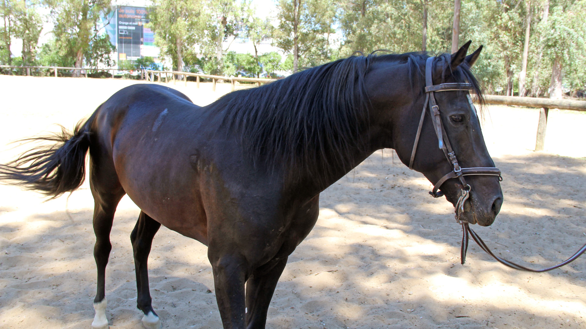 A horse at the Royal Equestrian Club