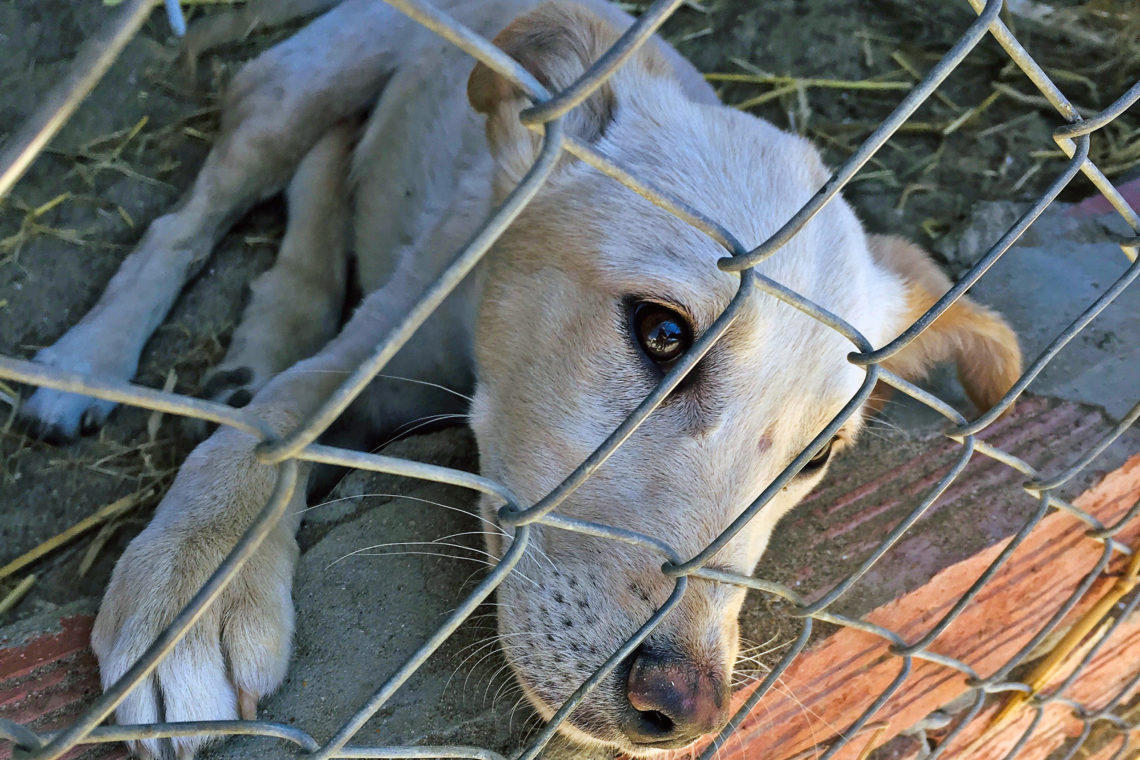 Dog at Animal Shelter