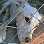 Dog at Animal Shelter