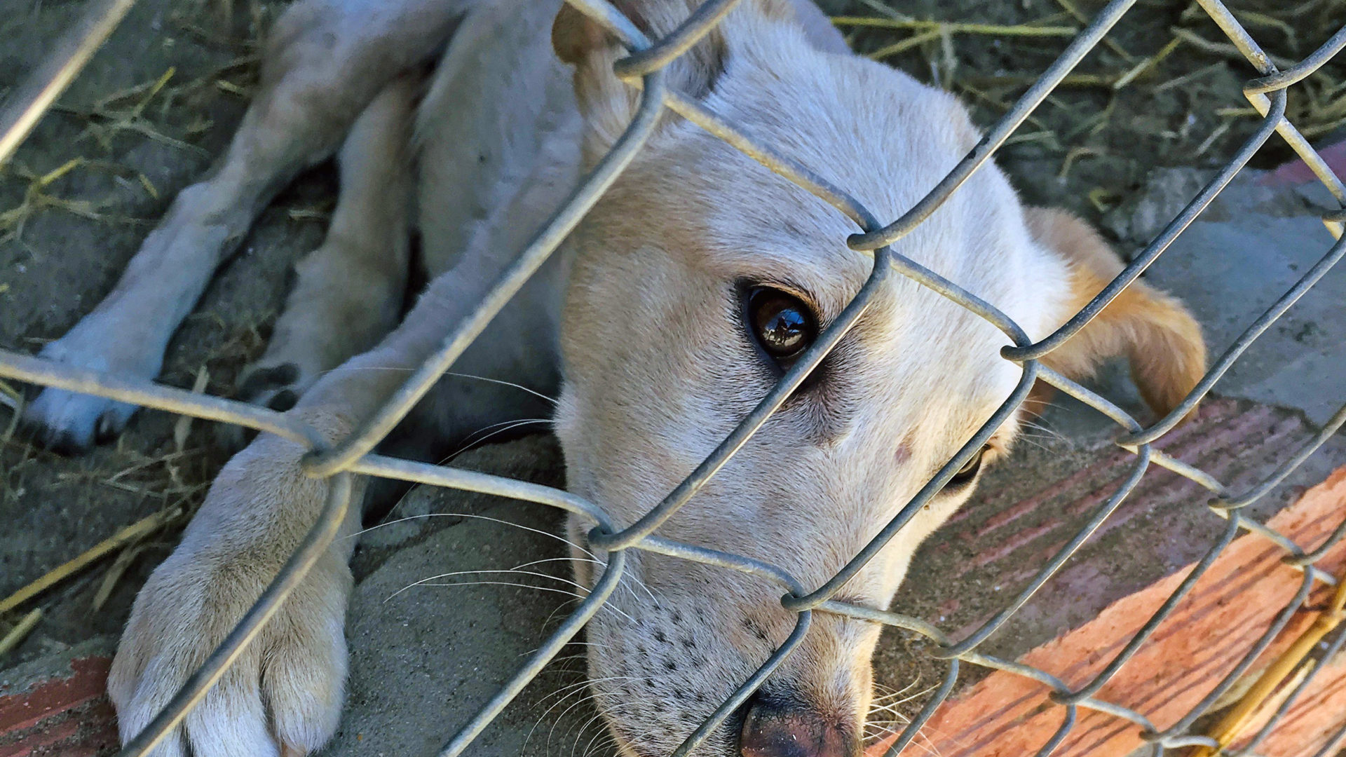 Dog at Animal Shelter